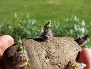 Potato_EarlyRose_sprouts
