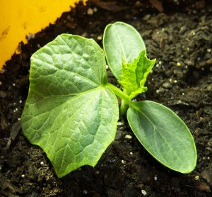 Cucumber_-_2_weeks_old