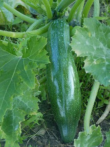 800px-Courgette_J1